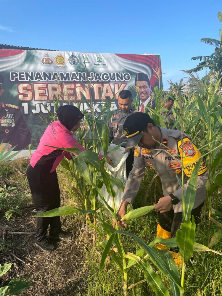 Polsek Bahodopi Gelar Panen Jagung untuk Ketahanan Pangan di Morowali