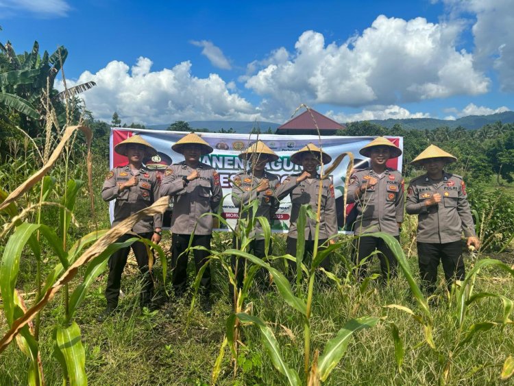 Polres Morowali Panen Jagung, Dukung Swasembada Pangan 2025