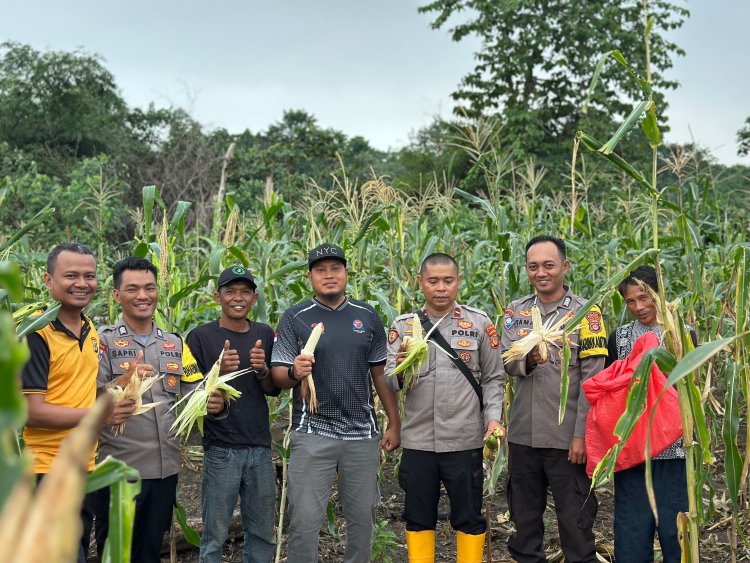 Polsek Bahodopi Dukung Ketahanan Pangan Lewat Kegiatan Panen Jagung Bersama Masyarakat