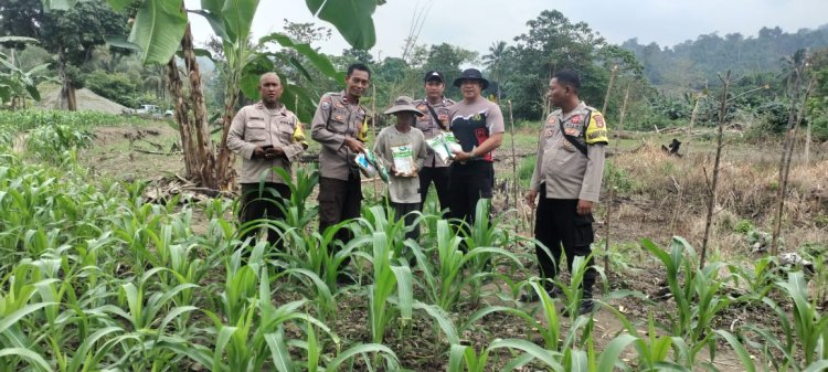 Polsek Bungku Barat melaksanakan Penyerahan bantuan bibit Jagung hibrida kepada petani