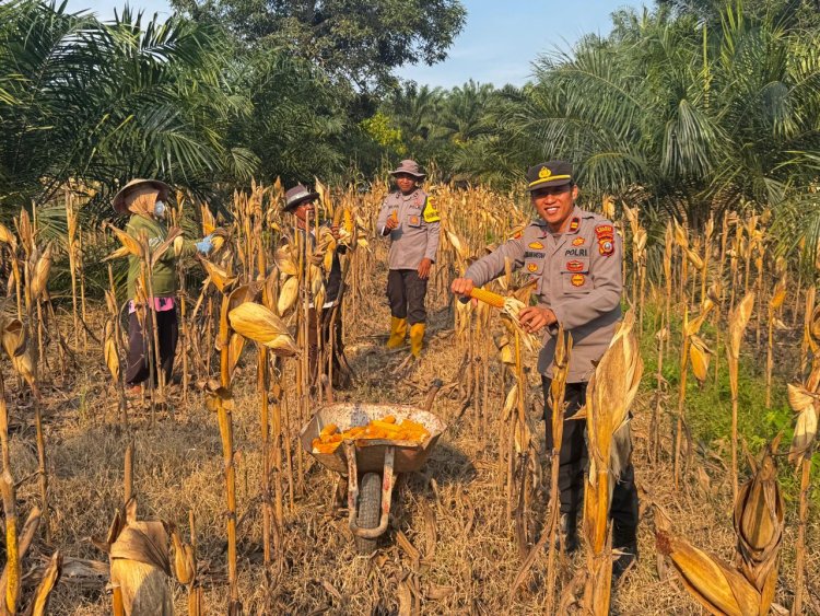 Panen Perdana Jagung di Puntari Makmur, Kapolsek Wita Ponda Tegaskan Komitmen Dukung Ketahanan Pangan